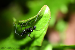 Neriene furtiva