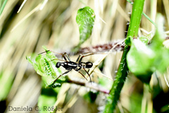Neriene furtiva