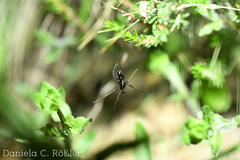 Neriene furtiva