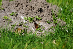 Aglais io