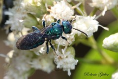 Temnosoma
