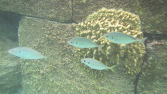 Pseudocaranx