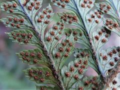 Polystichum neozelandicum neozelandicum