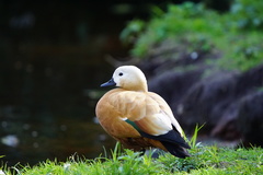 Tadorna ferruginea
