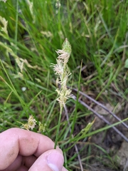 Carex tetrastachya