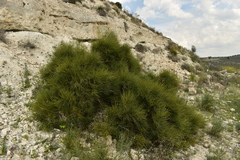 Ephedra fragilis