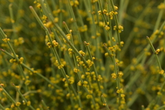 Ephedra fragilis