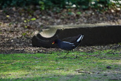 Gallinula chloropus