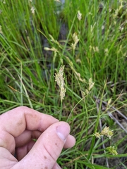 Carex tetrastachya