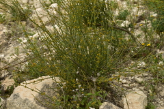 Ephedra fragilis