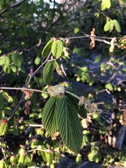 Corylopsis