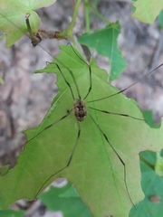 Leiobunum calcar
