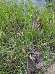 Carex tetrastachya