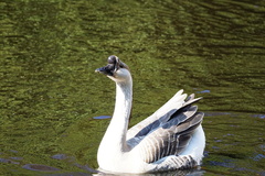 Anser cygnoides domesticus