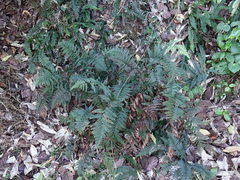Polystichum neozelandicum neozelandicum