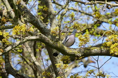 Columba palumbus
