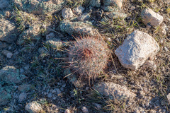 Echinofossulocactus ochoterenaus