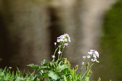 Cardamine pratensis