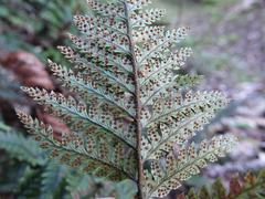 Polystichum neozelandicum neozelandicum