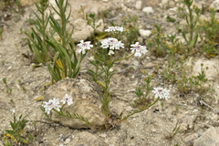 Iberis pectinata