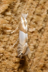 Phyllonorycter roboris