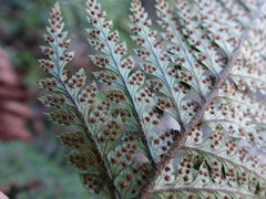 Polystichum neozelandicum neozelandicum