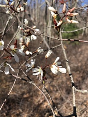 Amelanchier × intermedia