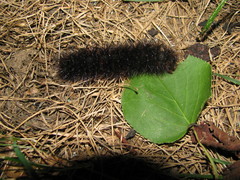 Hypercompe scribonia