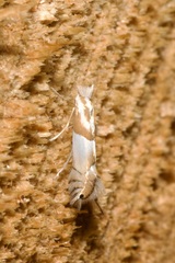 Phyllonorycter roboris