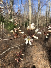 Amelanchier × intermedia