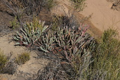 Protea laevis