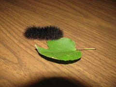 Hypercompe scribonia