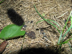 Hypercompe scribonia