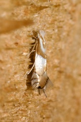 Phyllonorycter roboris
