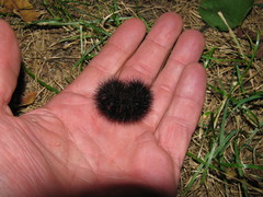 Hypercompe scribonia