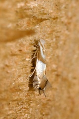 Phyllonorycter roboris