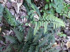 Polystichum neozelandicum neozelandicum