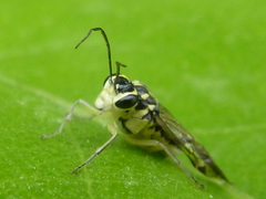 Pachyprotasis
