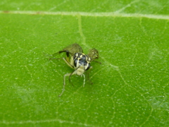 Pachyprotasis
