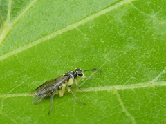 Pachyprotasis