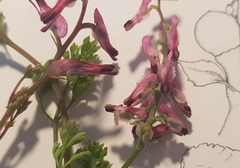 Fumaria kralikii