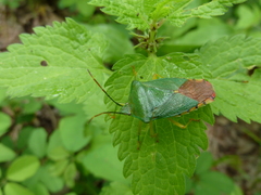 Acanthosoma crassicaudum