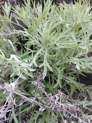 Artemisia rigida