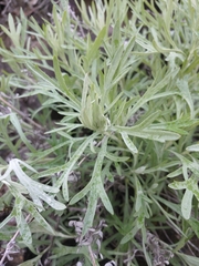 Artemisia rigida