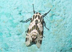 Hypercompe theophila