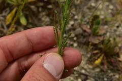 Iberis pectinata