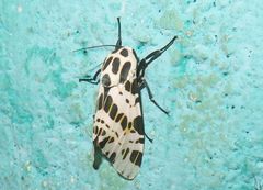 Hypercompe theophila