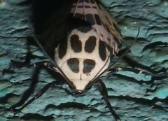 Hypercompe theophila