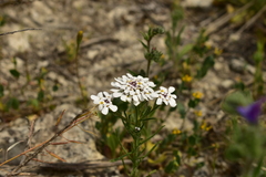 Iberis pectinata