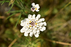 Iberis pectinata